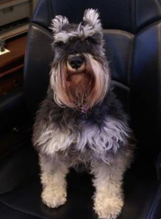 Picture of Josh, a Miniature Schnauzer who worked as a therapy dog for more than a decade.