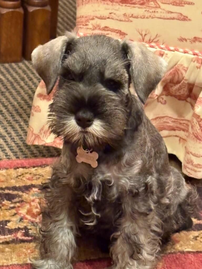 Animal-Assisted Therapy in Owasso, OK.